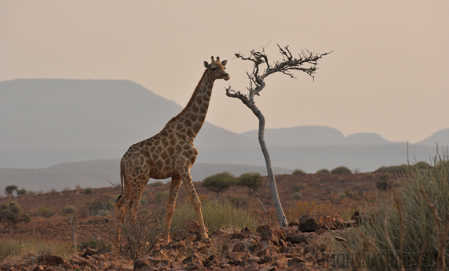 Giraffa giraffa angolensis [400 mm, 1/1000 Sek. bei f / 9.0, ISO 1250]